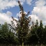 Acer platanoides 'Deborah'